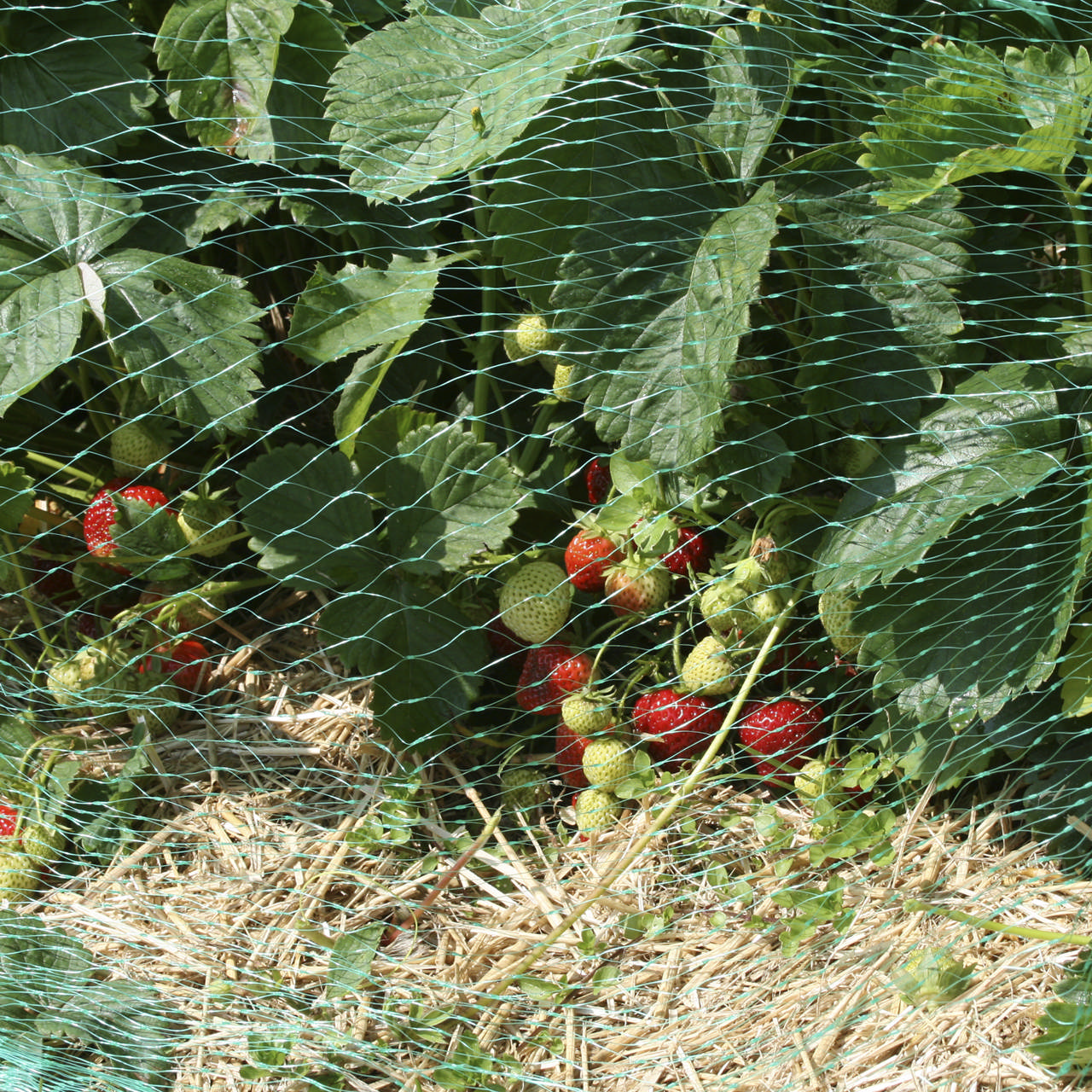 Bird net 4x5 m, 18x18 mm, green