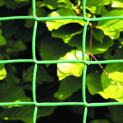 DETAIL5502466