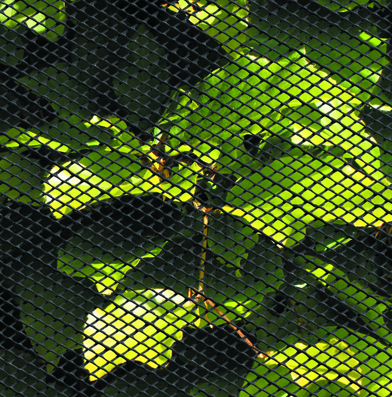 Insect net plastic 0.6 x 10 m, black
