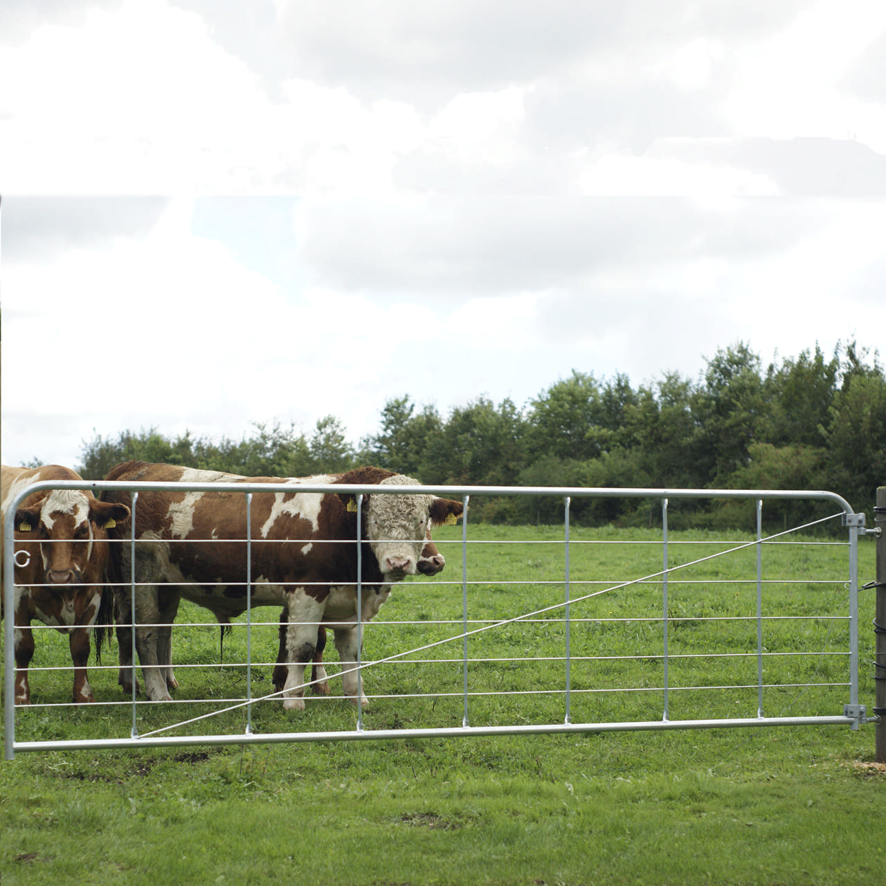 Economy gate, lightweight 100 x 150 cm NORDIC FENCE