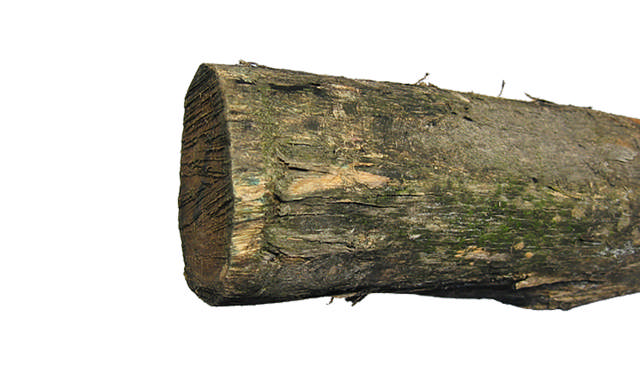 Robinia round