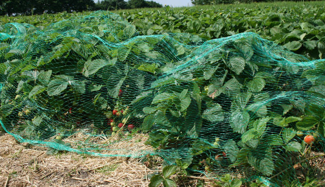 Plant protection